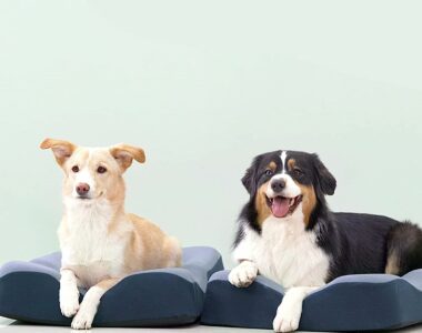 orthopädischen Hundebett