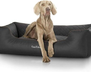 orthopädischen Hundebett