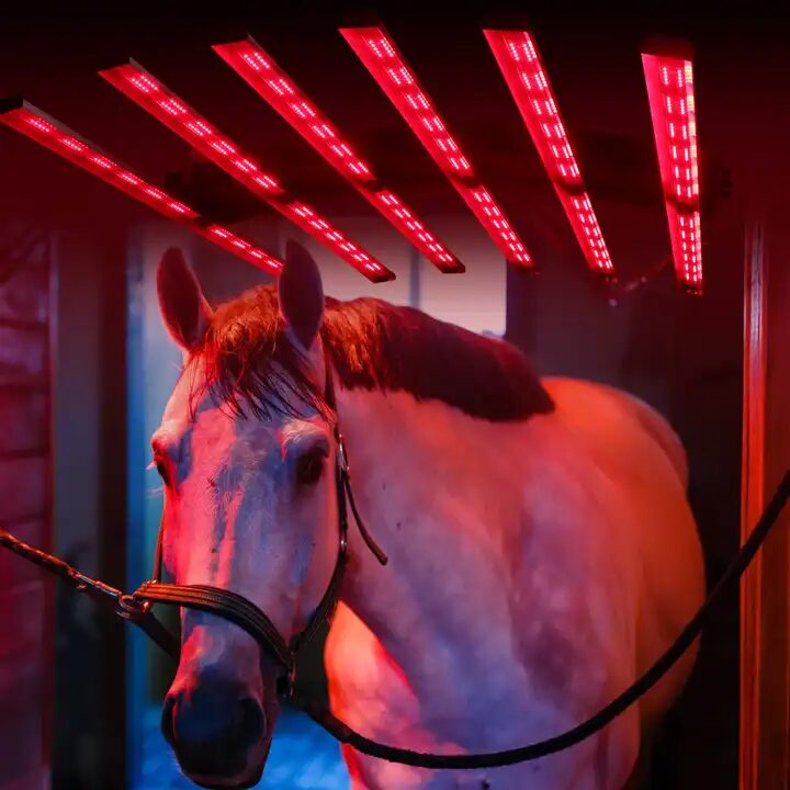Rotlichttherapie Pferdesolarium