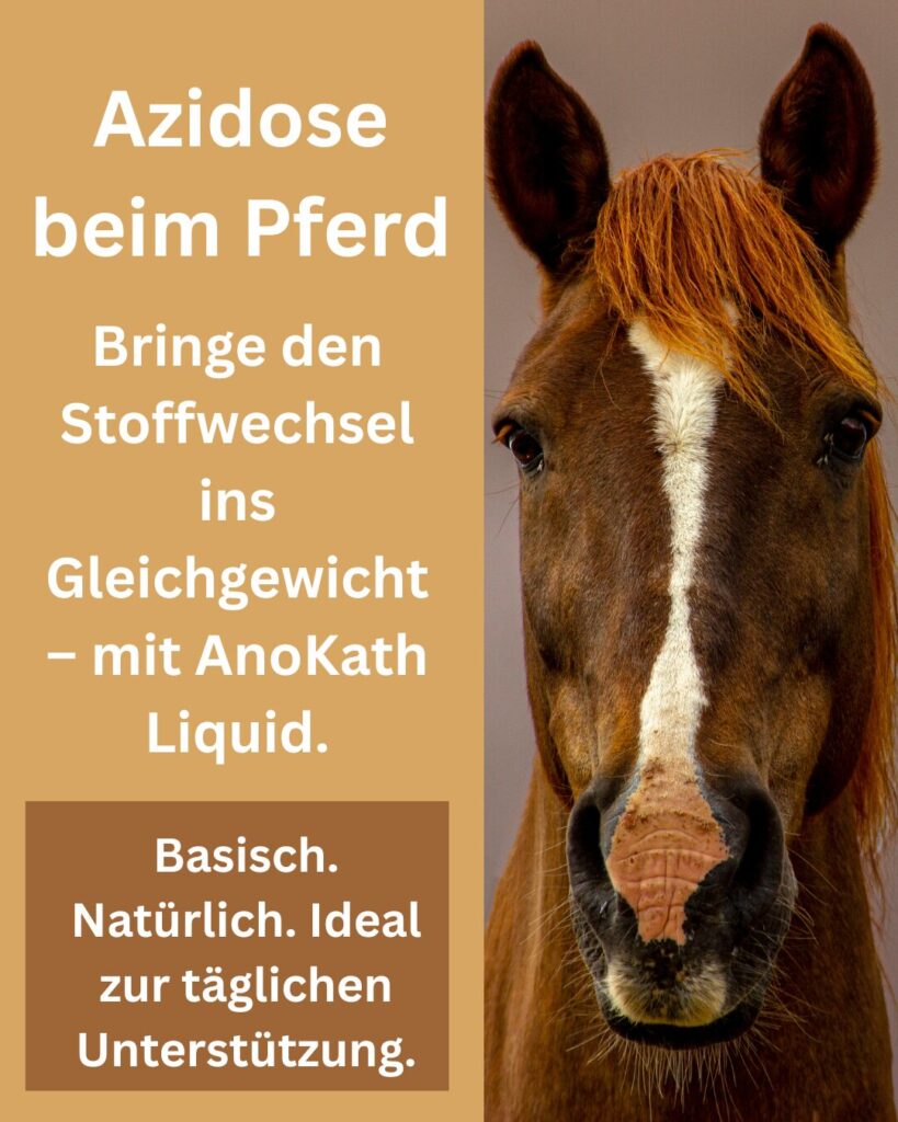 Azidose Pferd, Azidose beim Pferd