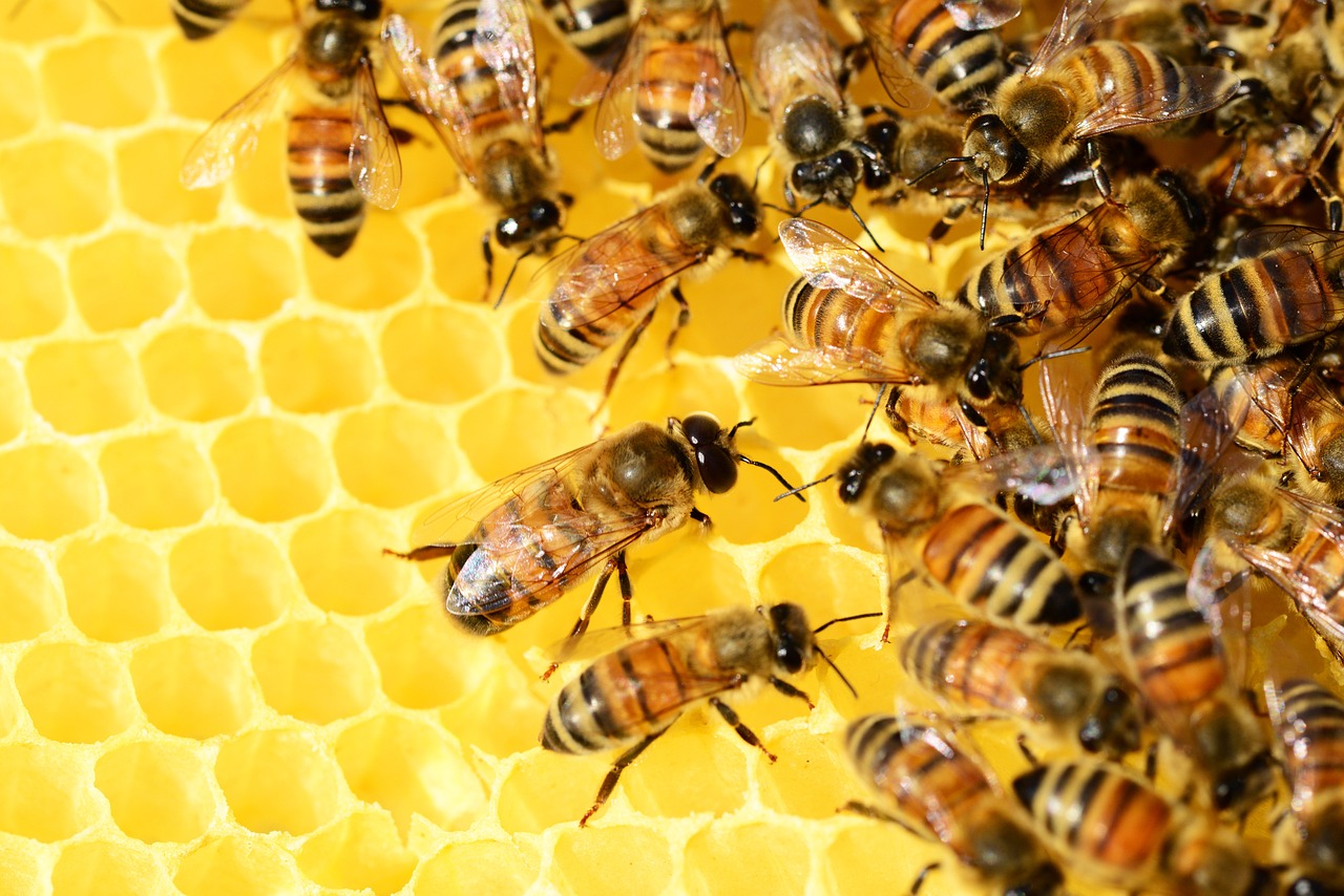 Bienen Varroamilbe