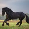 Vaskulitis beim Pferd