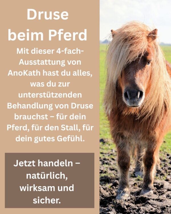 Druse Pferde