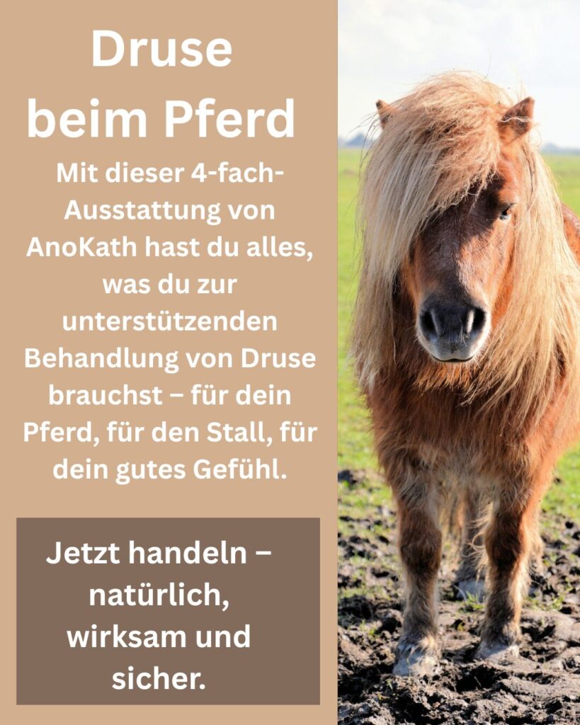 Druse Pferde