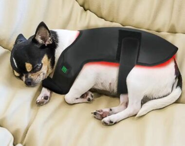 Rotlicht für Hunde