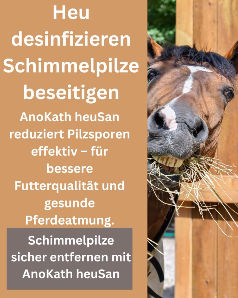 Heu desinfizieren Schimmelpilze beseitigen