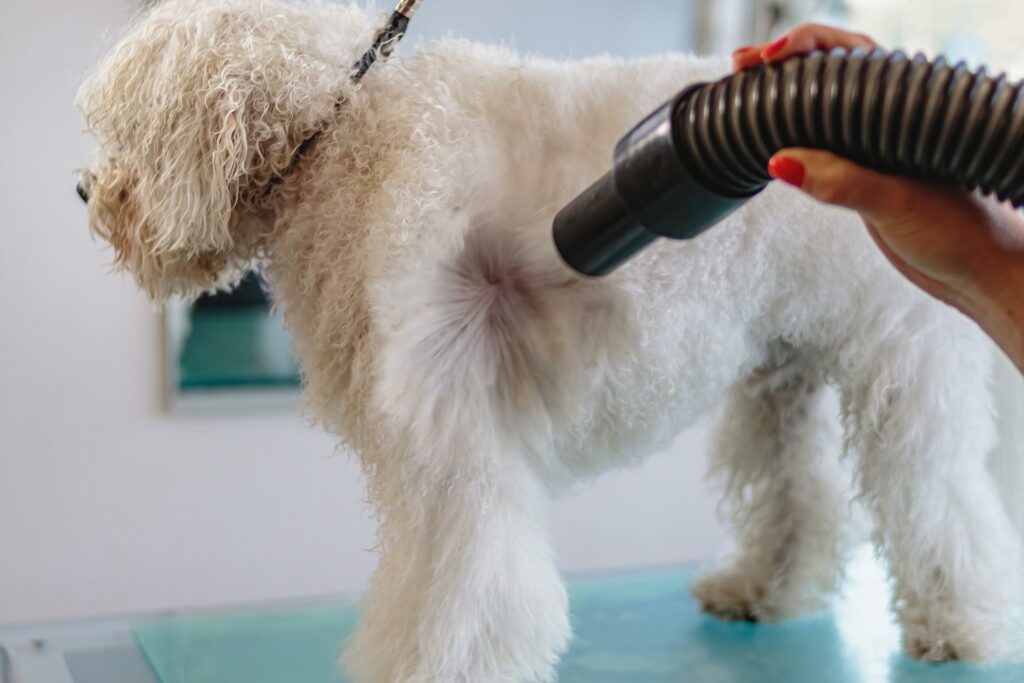 Hundesalon