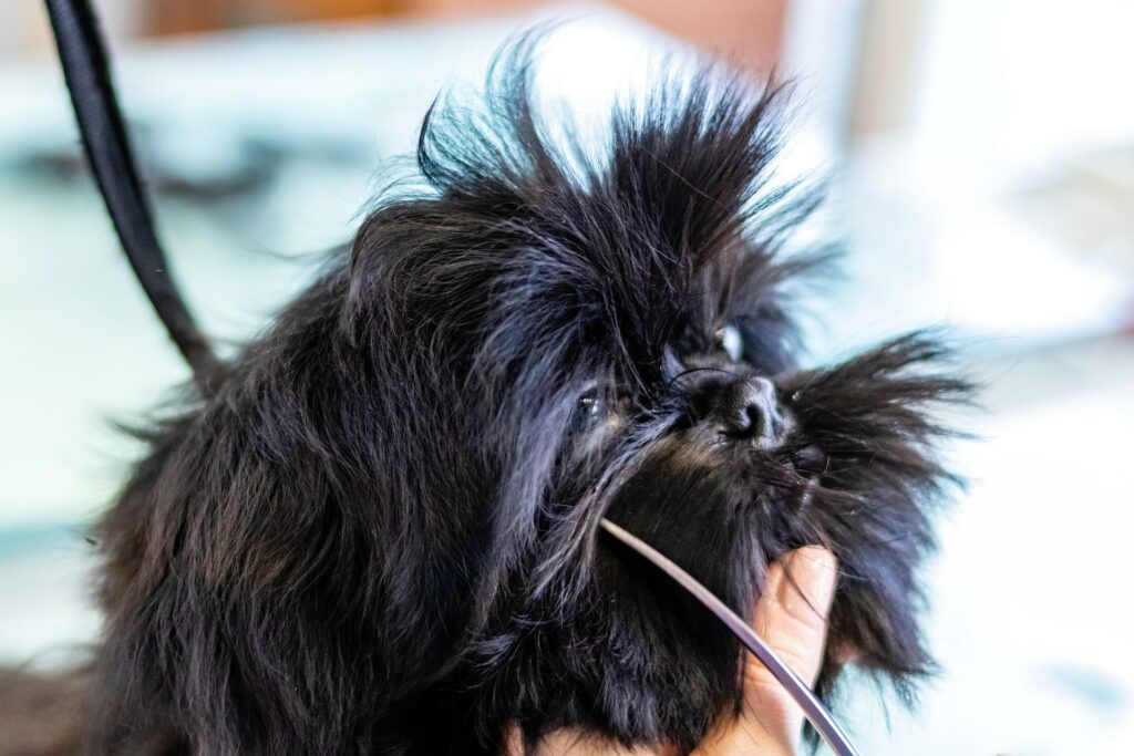 Hundesalon