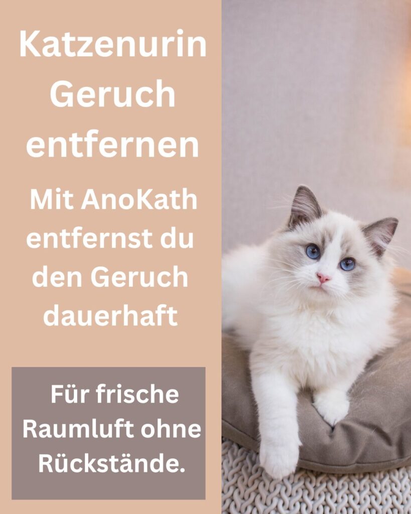 Katzenurin Geruch entfernen