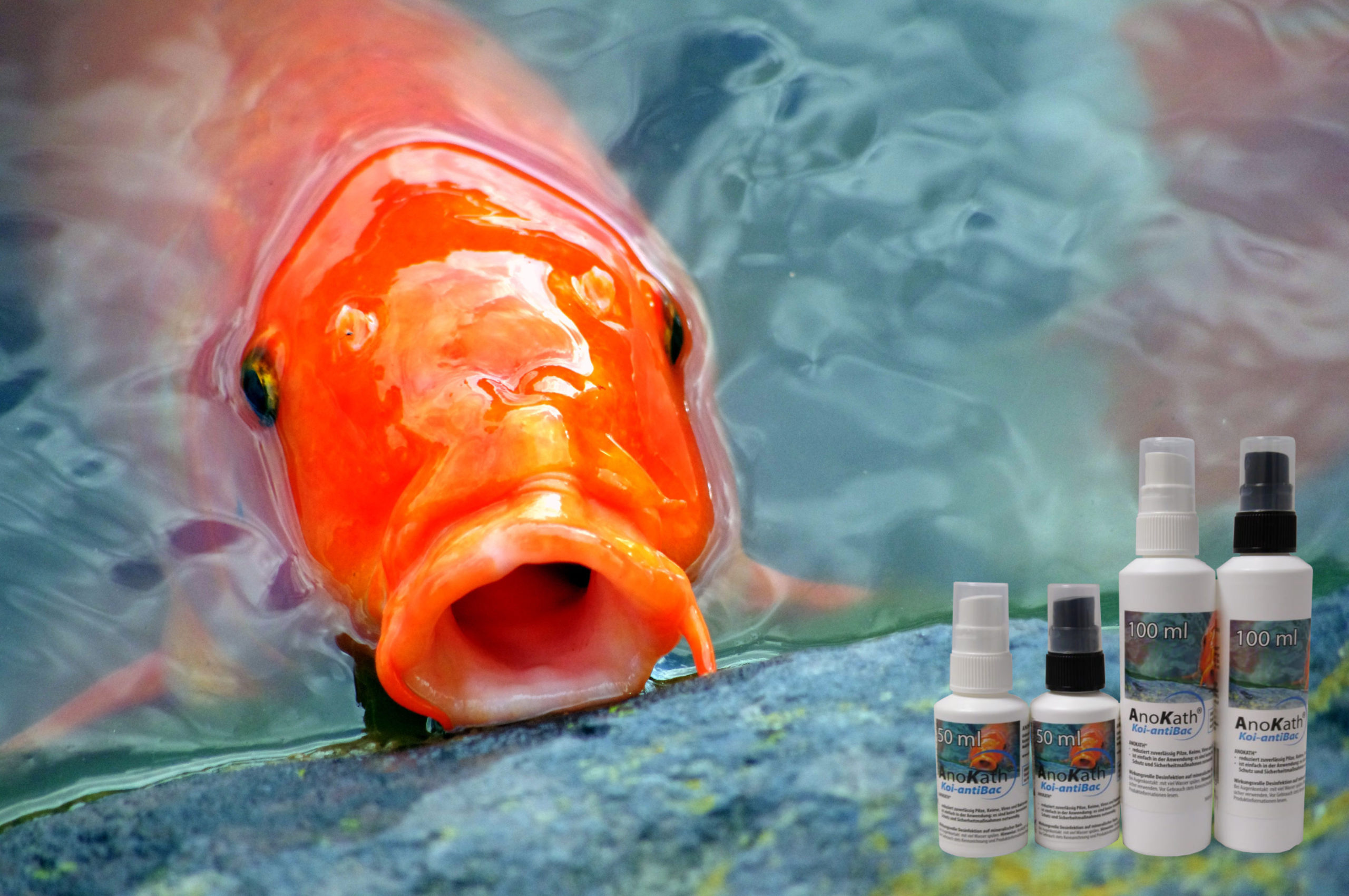 Рыбка открывает рот. Карп кои красный. Карп кои живой оранжевый. Оранжевая рыба. Японские рыбки.