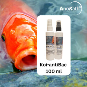 Koi Krankheiten, karpfen krankheiten, koikrankheiten, AnoKath® Koi-antiBac, koi bakterielle infektion behandeln