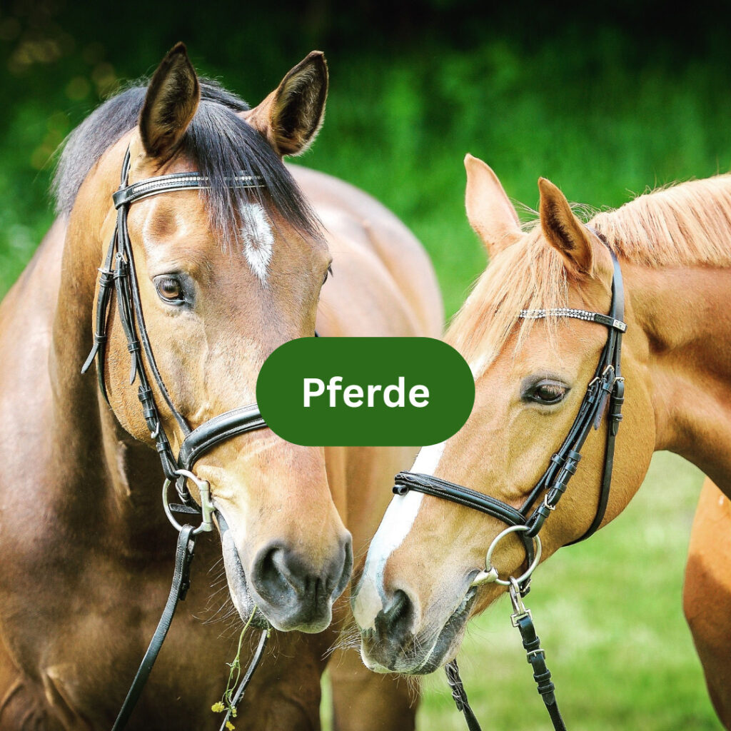 Pferde