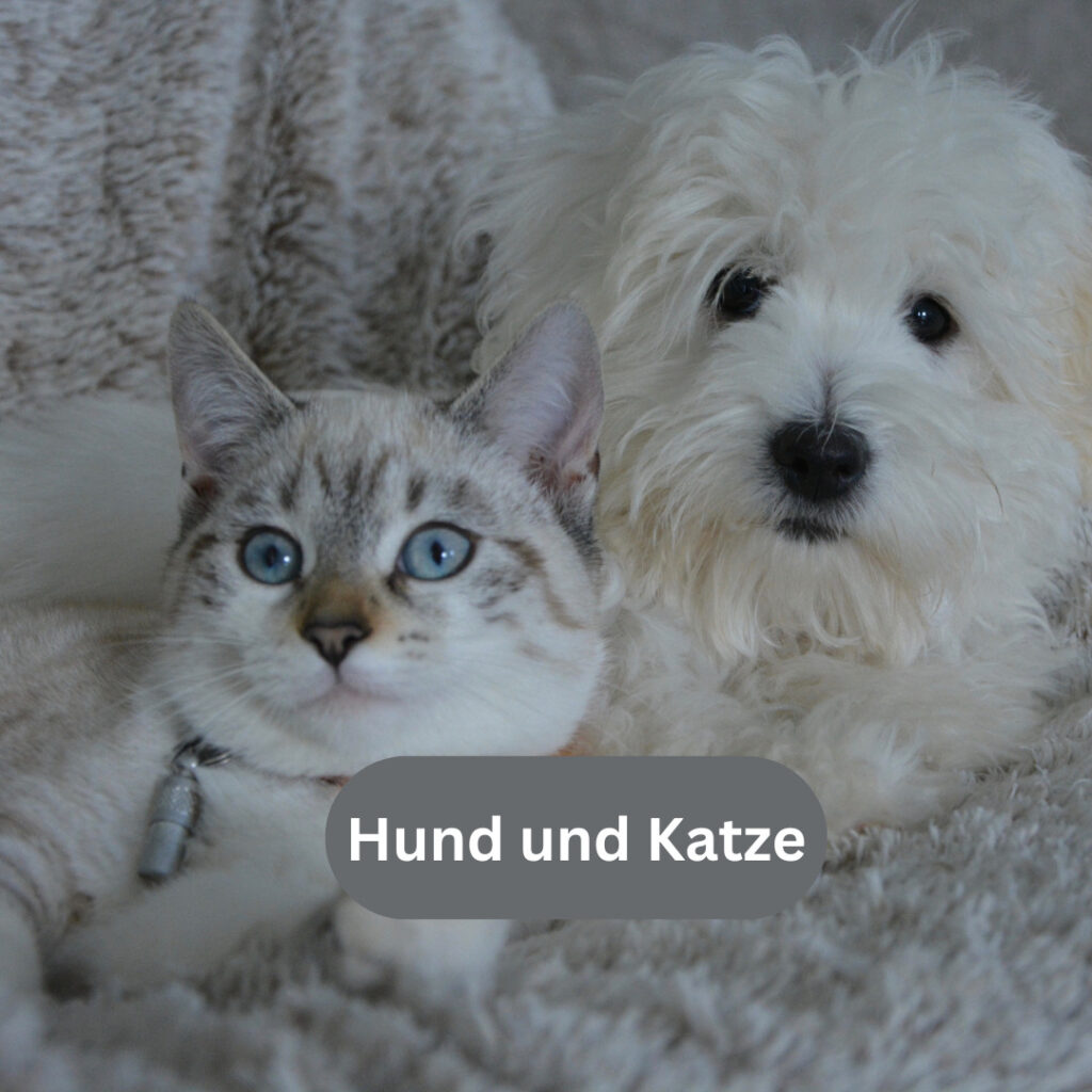 Navigator Tiere Hund Katzen