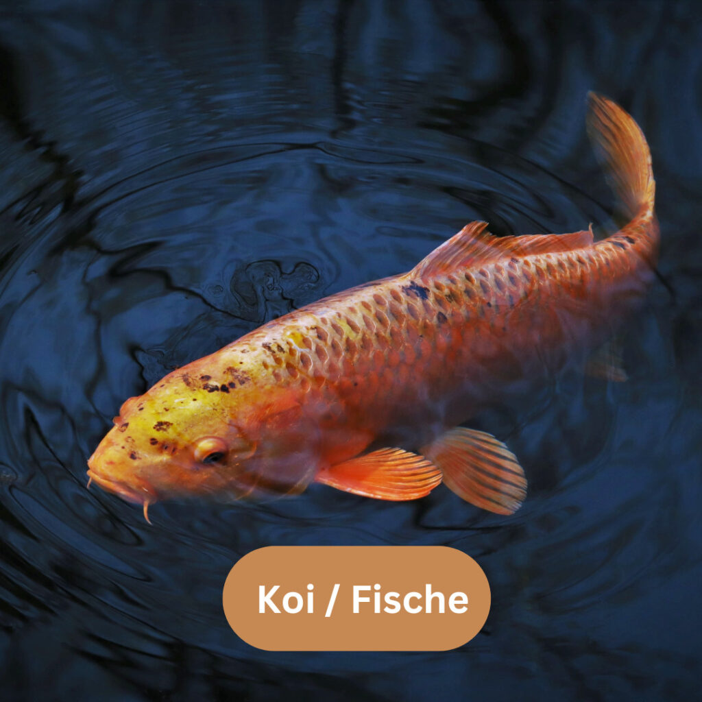 Navigator Tiere Koi