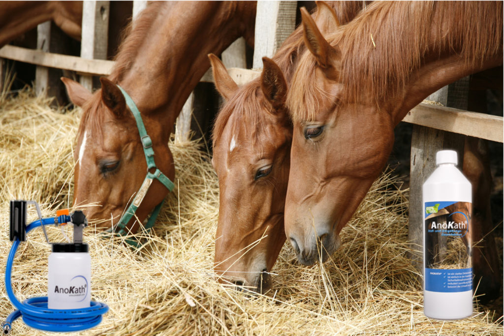Heu desinfizieren Schimmelpilze beseitigen AnoKath