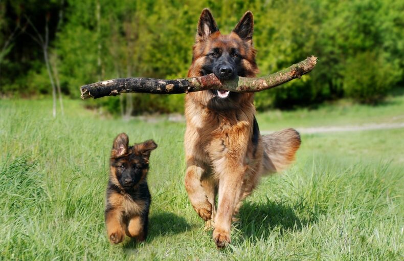 Übersäuerung Hund