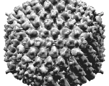 Adenovirus