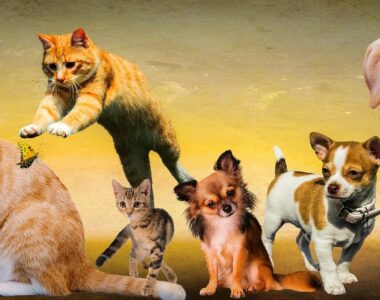 Tierpflege, Tierpflegemittel, Tierpflege Online Kaufen