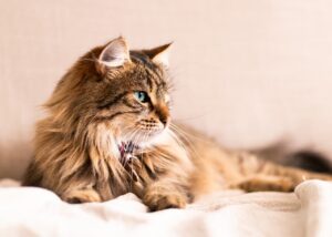 Feline infektiöse Peritonitis (FIP)