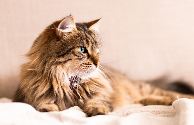Feline infektiöse Peritonitis (FIP)