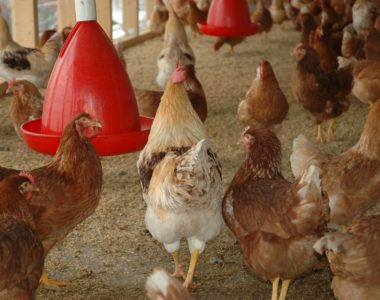 Stallhygiene, hühnerstall desinfizieren