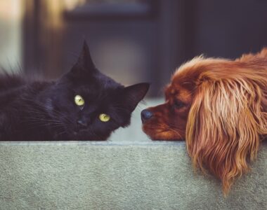 Hund und Katze