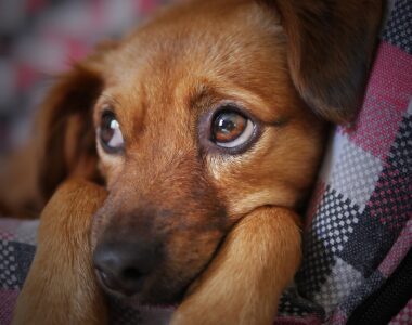 Sodbrennen beim Hund, Übersäuerung Hund, Hundekrankheit