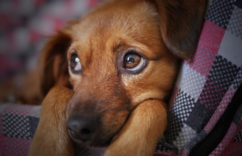 Sodbrennen beim Hund, Übersäuerung Hund, Hundekrankheit