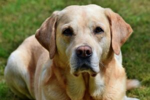 IBD Hund, Hundekrankheit