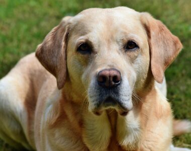 IBD Hund, Hundekrankheit