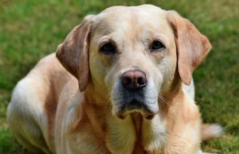 IBD Hund, Hundekrankheit