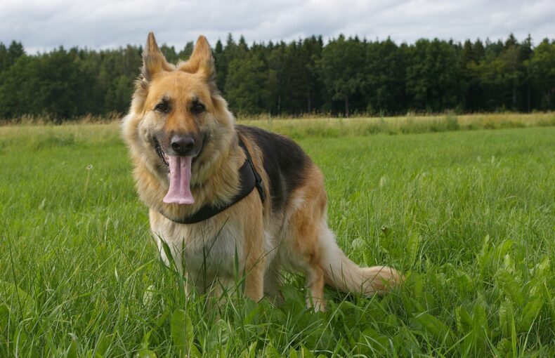 Bauchspeicheldrüsenentzündung Hund