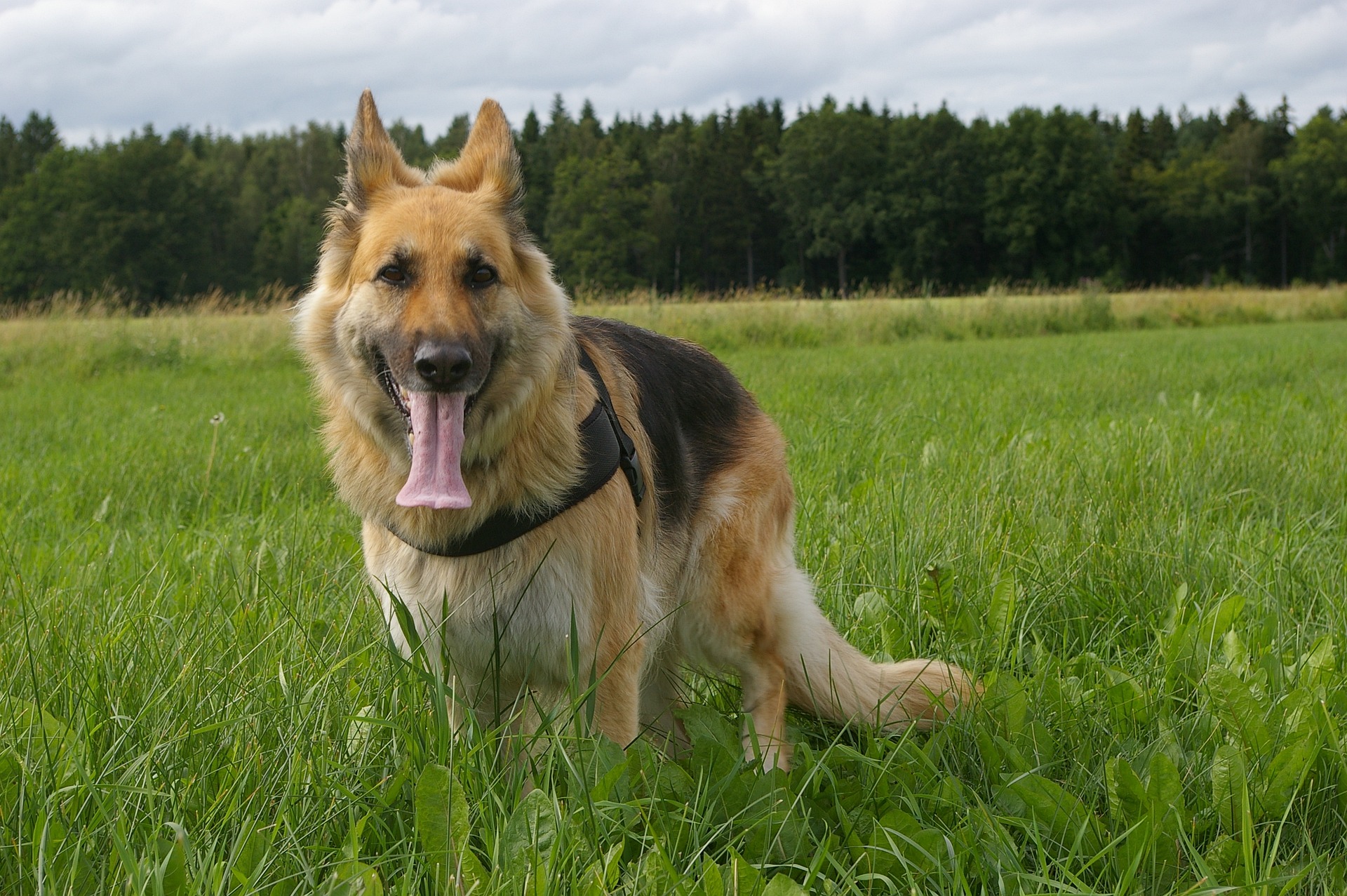 Bauchspeicheldrüsenentzündung Hund