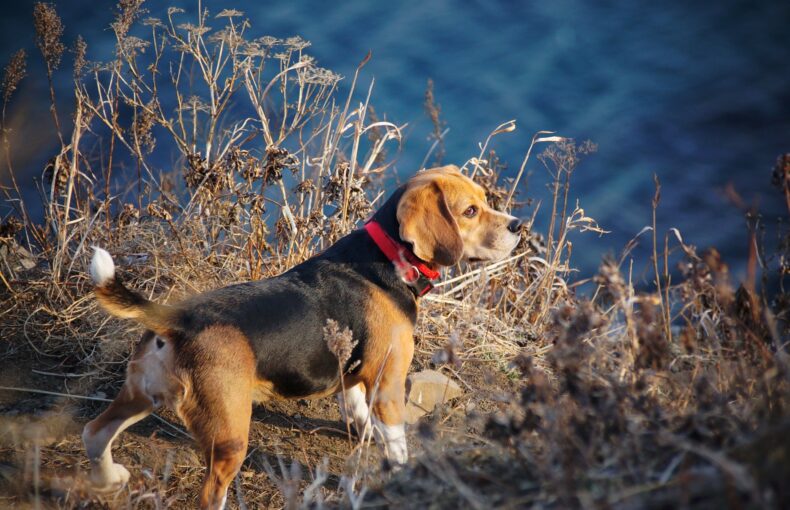 Blähungen Hund