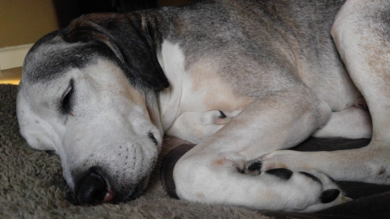 Orthopädisches Hundebett