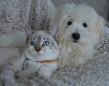 Hund und Katze, Tierpflege, Tierpflegemittel