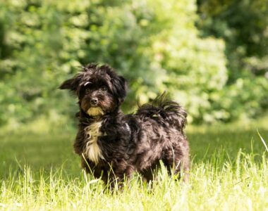 Durchfall Hund