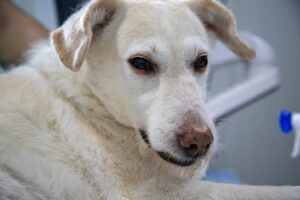 Endoparasiten, Hundekrankheit