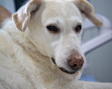 Endoparasiten, Hundekrankheit