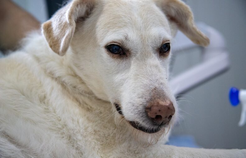 Endoparasiten, Hundekrankheit