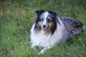 Giardien, Hundekrankheit