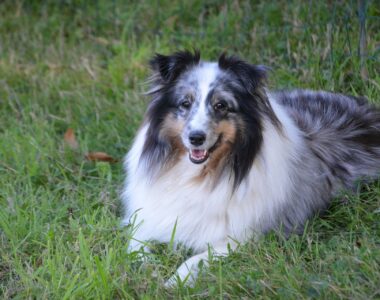 Giardien, Hundekrankheit