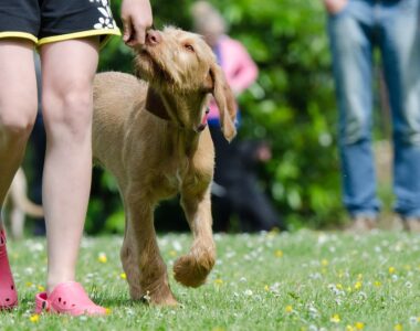 Hundeschule