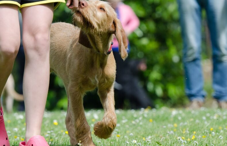 Hundeschule