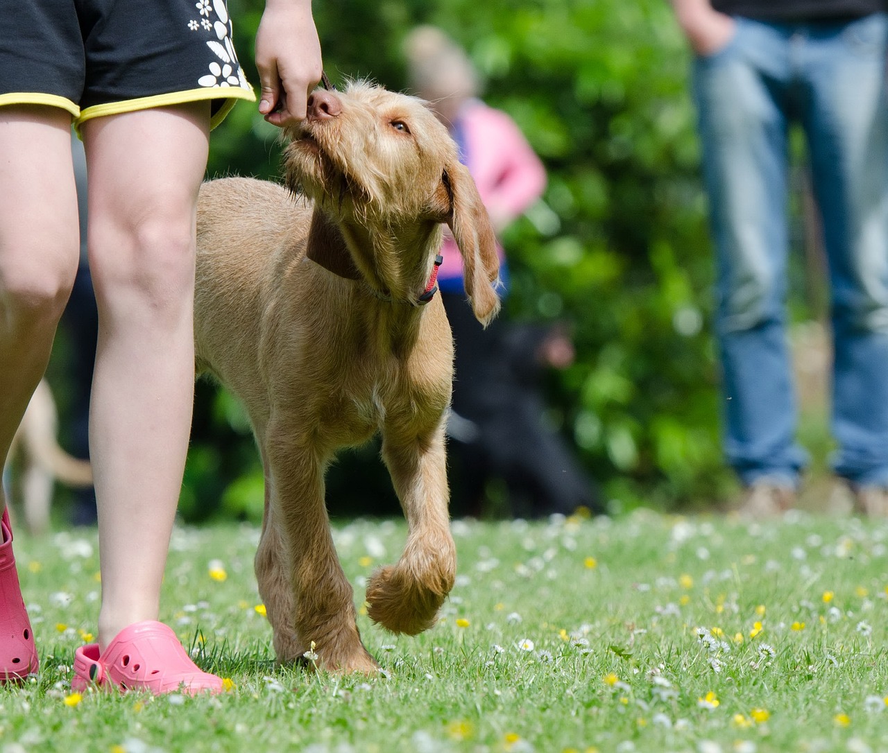 Hundeschule