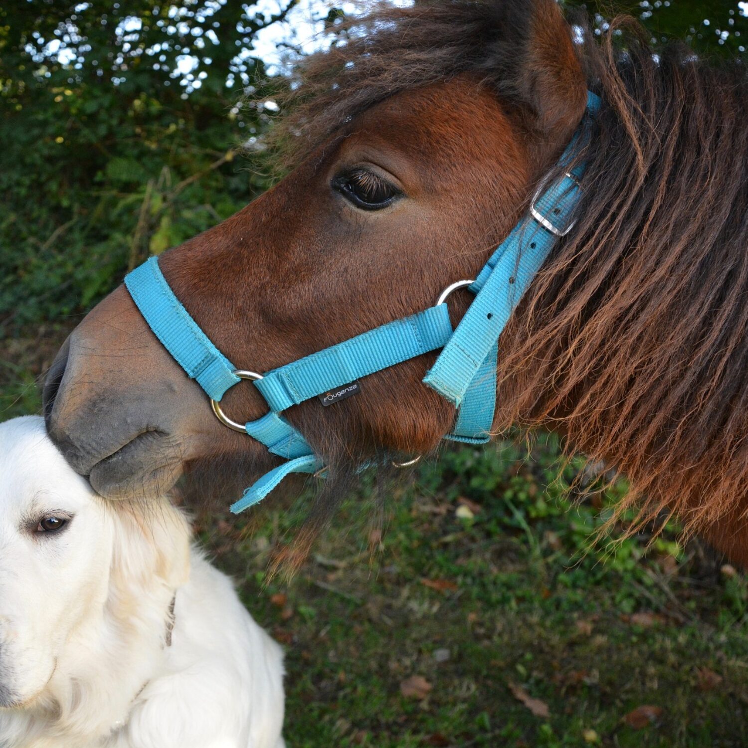 Tiere Tiere