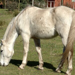 Azidose beim Pferd, Übersäuerung
