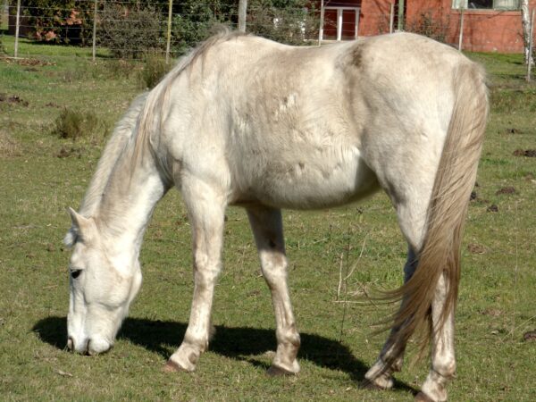 Azidose beim Pferd, Übersäuerung