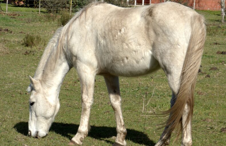Azidose beim Pferd, Übersäuerung