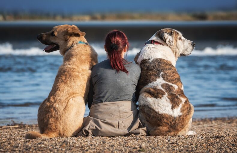 Lipom beim Hund
